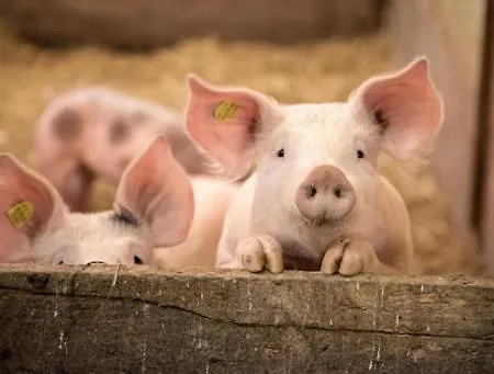 Bergpanorama Flachau