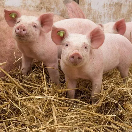 Bergpanorama Daire Flachau